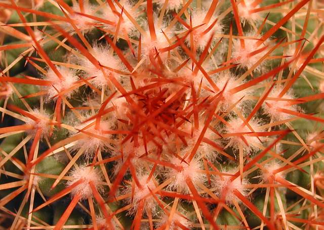 Mammillaria petterssonii (2).jpg